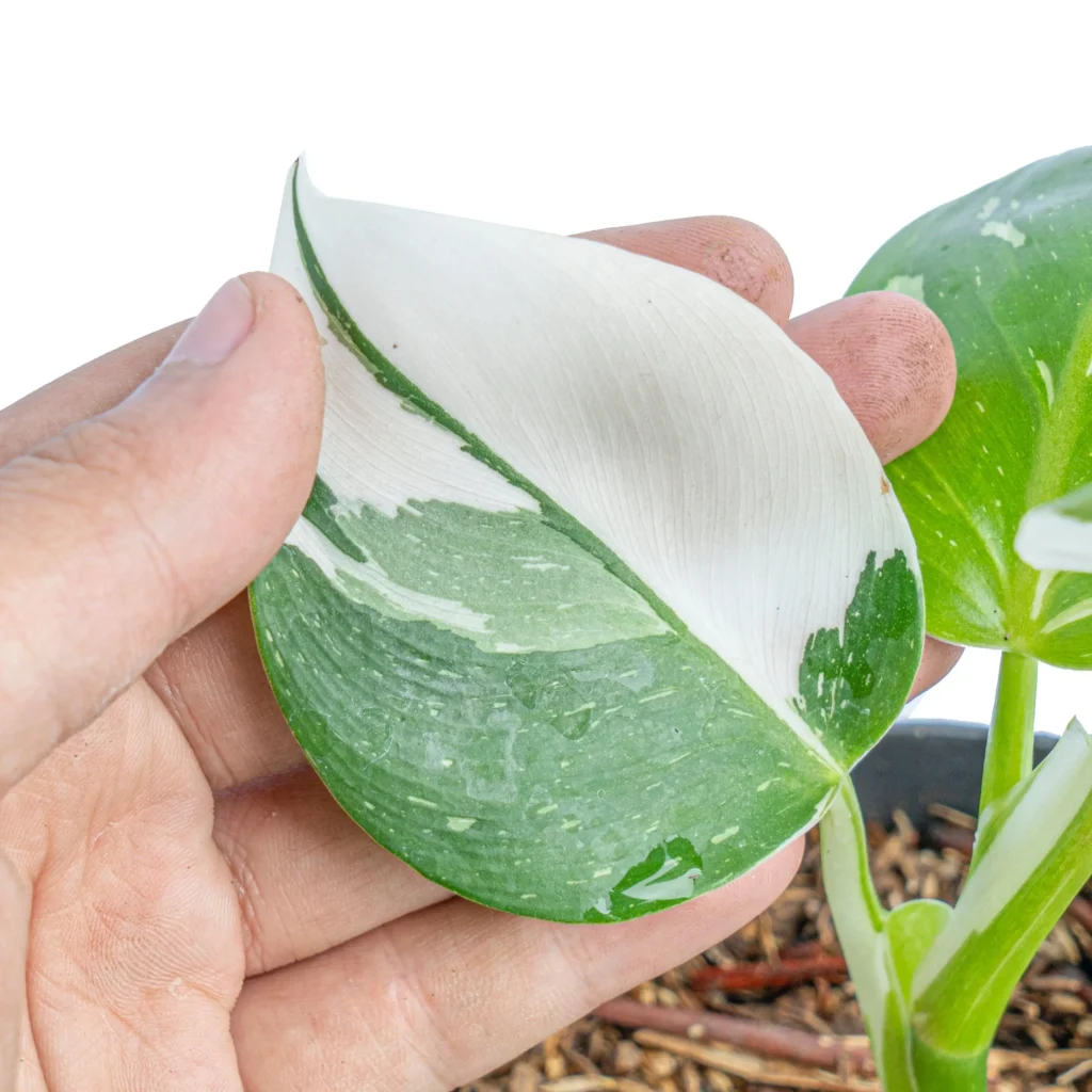 white wizard philodendron