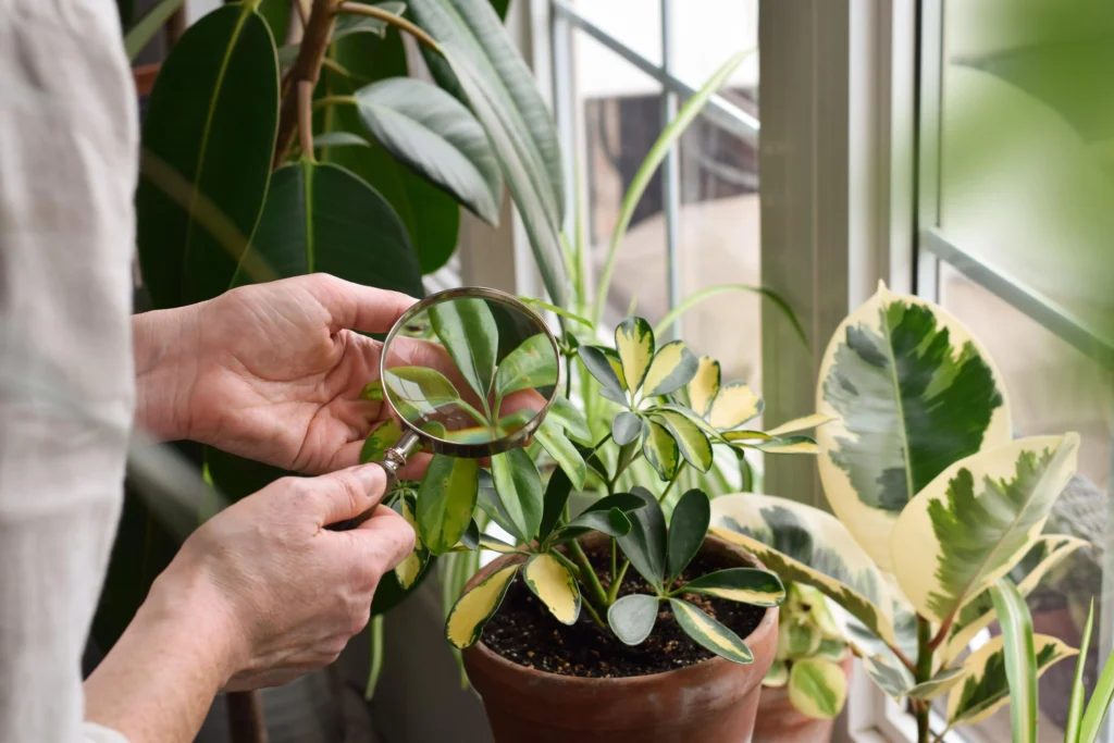 white wizard philodendron